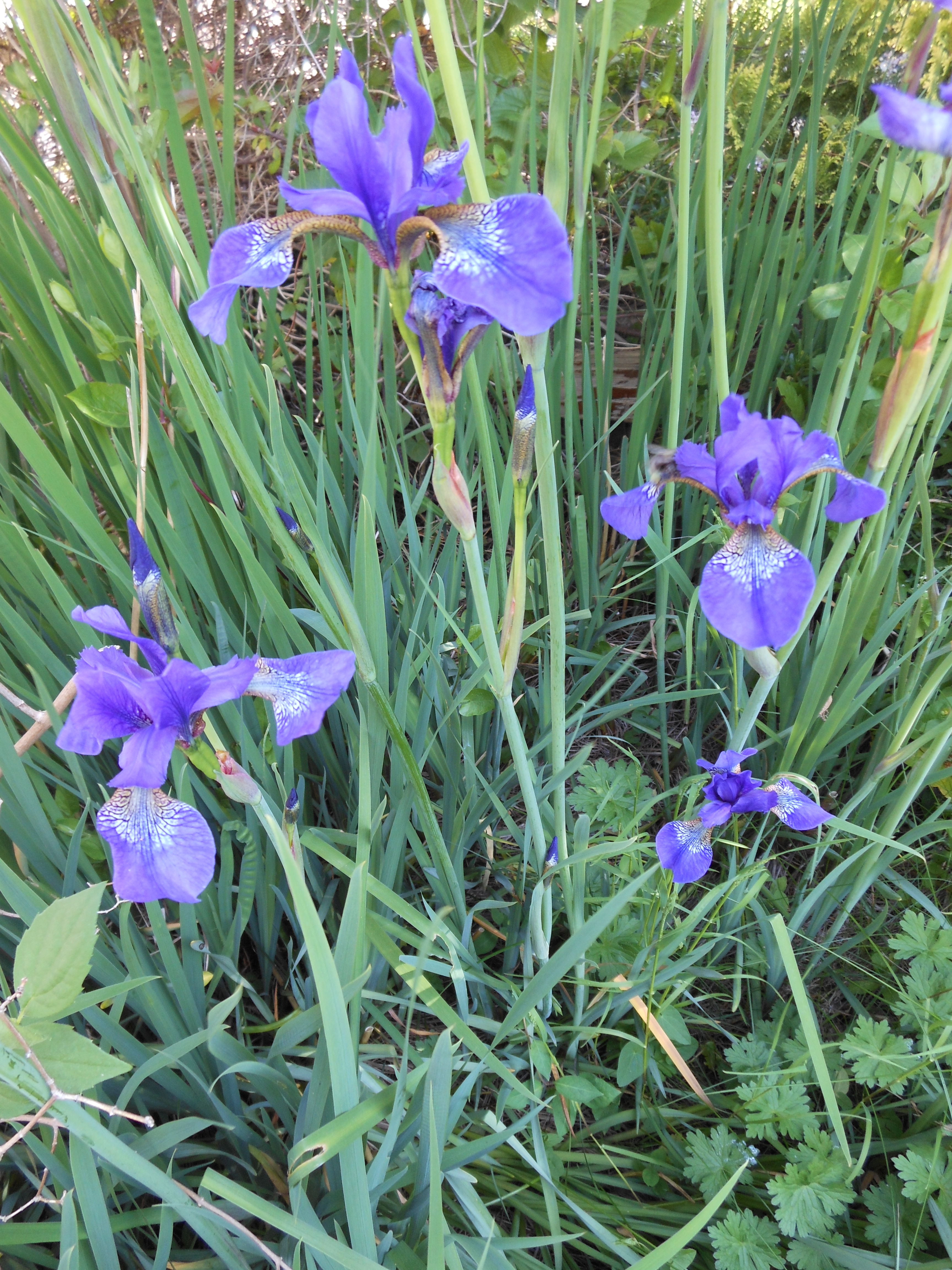Well Dressings Bakewell